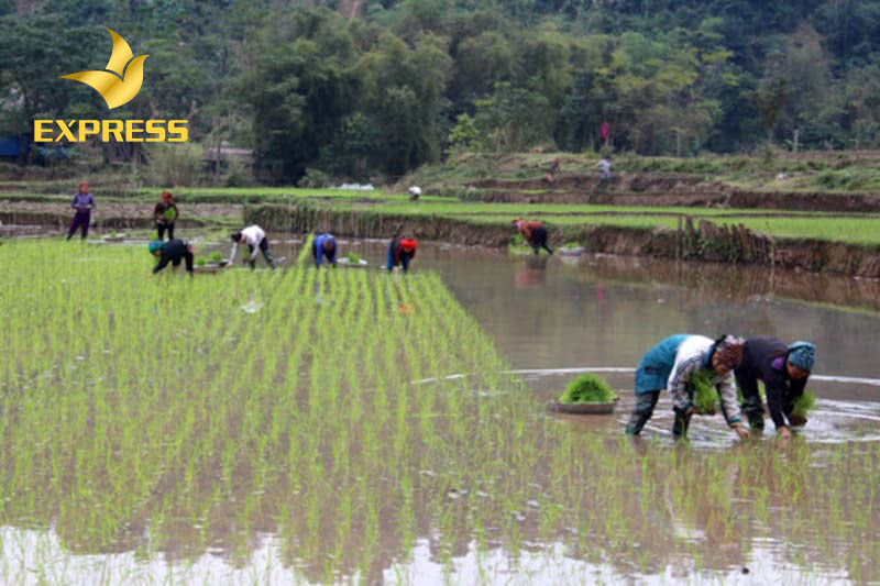 Tam Nông có tiền năng phát triển trên lĩnh vực nông lâm ngư nghiệp