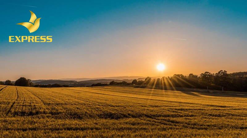 Thế nào là đất ruộng?