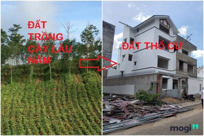 Thủ tục chuyển đổi đất trồng cây lâu năm lên thổ cư