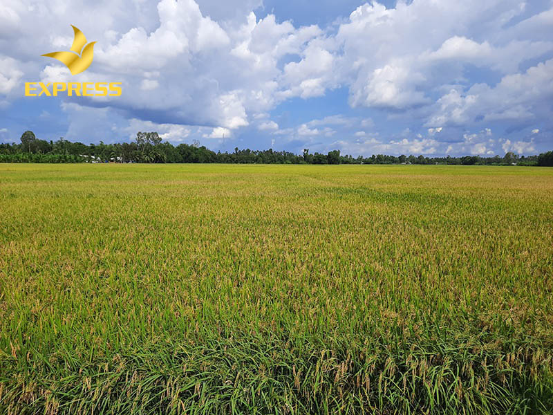 Thủ tục sang tên đất ruộng Đồng Tháp mới nhất phải đảm bảo yêu cầu của pháp luật