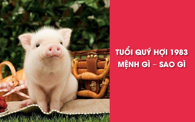 Tổng quan đối với gia chủ mạng tuổi Quý Hợi