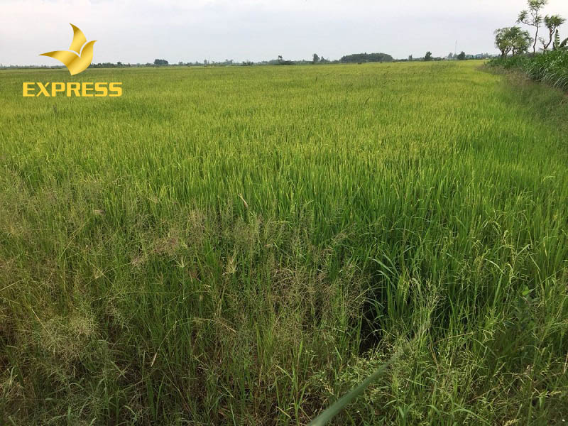 Vị trí đất ruộng Gò Công thu hút sự quan tâm của các nhà đầu tư