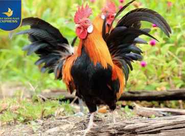 Xem vận mệnh người tuổi dậu năm 2021 