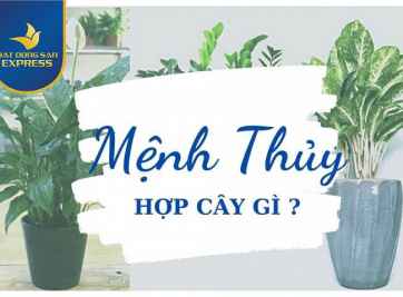 Gợi ý các loại cây phong thủy phù hợp với người mệnh Thủy - BẤT ĐỘNG SẢN EXPRESS