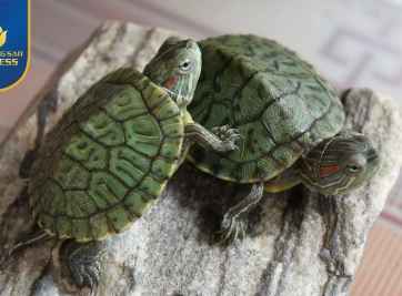 Gợi ý cách nuôi rùa nước dành cho người mới bắt đầu