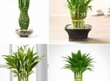 Những loại cây hợp người mệnh Thuỷ