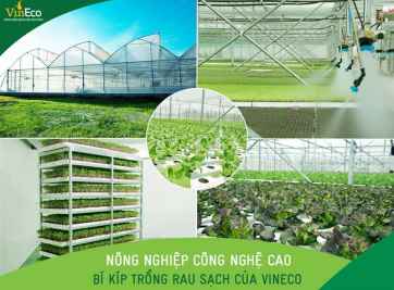 VINPEARL NAM HỘI AN XUẤT HIỆN VINECO – NÔNG NGHIỆP SẠCH