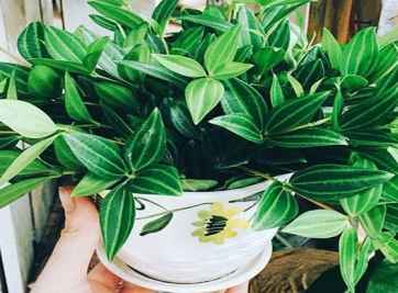 Kinh nghiệm trồng cây phong thủy trong nhà- Trồng cây gì tốt?