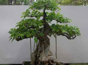 Có nên trồng cây bồ đề trước nhà không và những lưu ý