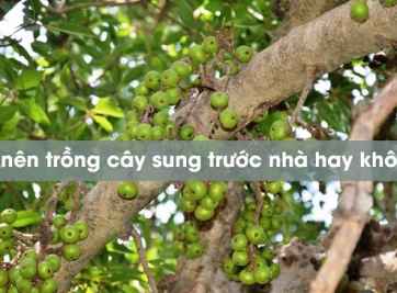 Góc tìm hiểu : Có nên trồng cây sung trước nhà hay không?
