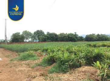 Chia sẻ thông tin về đất trồng cây hằng năm trong XD nhà ở