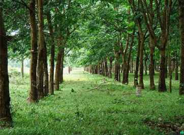 Giải đáp đất CLN là gì? Có được cấp sổ đỏ hay xây dựng không