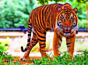 Tuổi Giáp Dần làm nhà năm nào là tốt và hanh thông nhất cho gia chủ?