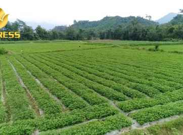 Đất ruộng màu là đất gì? Chuyển đổi đất ruộng sang đất thổ cư có được không?