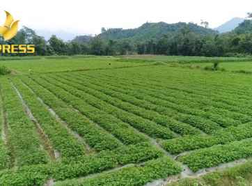 Đất ruộng có được cấp sổ đỏ không? Điều kiện để được cấp