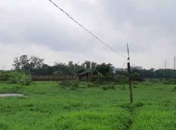 Bán đất ruộng Kiến Tường đa dạng diện tích, mức giá rẻ