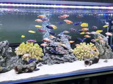 Cách chọn cá cảnh và bể cá phong thủy hợp với 12 con giáp