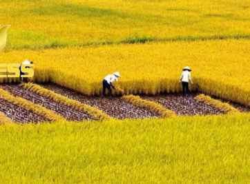 Bật mí toàn bộ những vấn đề có liên quan đến câu hỏi: Đất ruộng có bán được không?