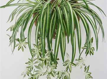 Chọn cây để trong phòng ngủ tốt cho sức khỏe, phong thủy