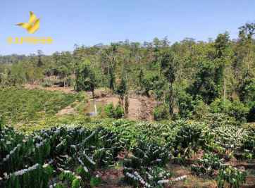 Chuyển đổi đất thổ cư và đất trồng cây lâu năm