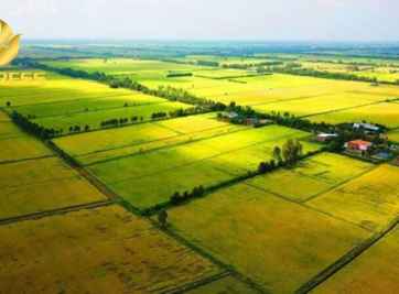 Mua bán đất ruộng quận 12- nên hay không nên đầu tư