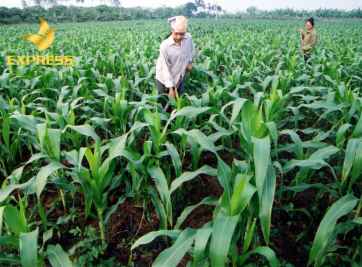 Đất nông nghiệp 03 và những điều bạn cần biết về chúng