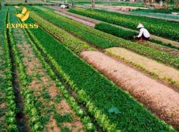 Giải đáp các thắc mắc khi mua đất nông nghiệp Ô Môn Cần Thơ