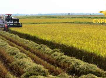 Tất tần tật về mua bán và chuyển nhượng đất ruộng 64