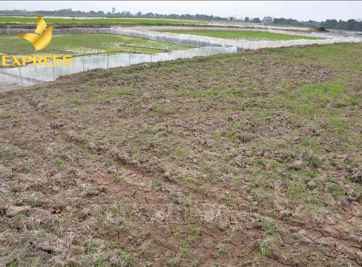 Lịch sử hình thành huyện Ba Tri và đất ruộng An Ngãi