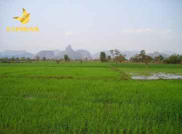 Góc hỏi: Đất ruộng ở Việt Nam được buôn bán như thế nào?