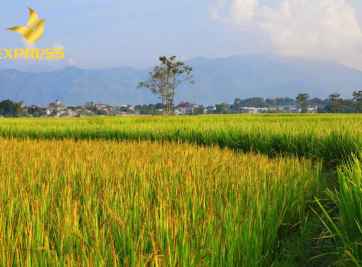 Đất ruộng bao nhiêu 1 công? Hướng dẫn quy đổi đất công