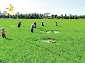 Giá bán đất ruộng Cần Giuộc - Tìm mua đất ruộng cần Giuộc uy tín