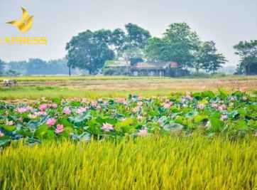 Đất ruộng có được xây nhà không? Các vấn đề liên quan tới