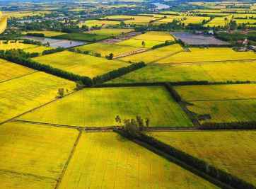 Đất ruộng có sổ không? Thủ tục cấp sổ đỏ như thế nào?