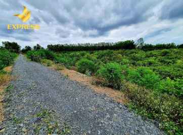 Đất ruộng Đồng Tháp - Tiềm năng để phát triển