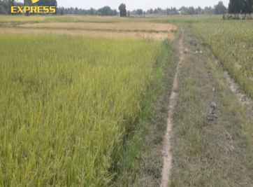 Những kinh nghiệm mua đất ruộng Đức Hòa chất lượng, giá tốt