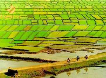 Giải thích chi tiết nhất về đất ruộng dùng để làm gì?