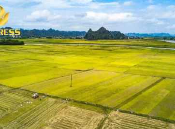 Đất ruộng Hà Nam chuyển đổi mục đích sử dụng đất trồng lúa.