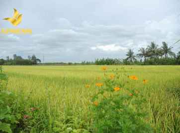 Đất ruộng Kế Sách- Kinh nghiệm đầu tư đất ruộng cho bạn