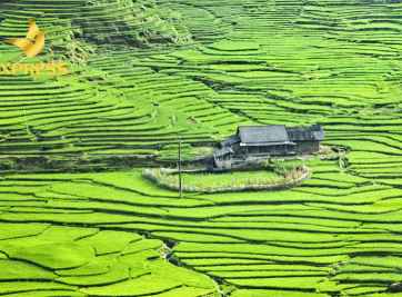 Đất ruộng là gì? Thủ tục để chuyển đổi mục đích sử dụng đất