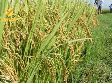 Đất ruộng Lai Vung - thời cơ hay thách thức với nhà đầu tư?