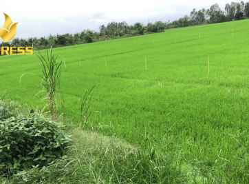 Hiện tượng người dân đua nhau bán đất ruộng Mỹ Khánh