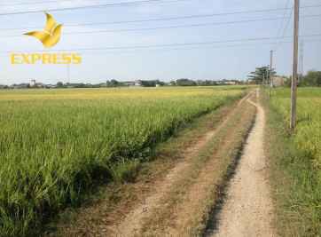 Cơn sốt đất gọi tên “đất ruộng Nhơn Trạch” 