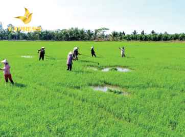 Đất ruộng phần trăm là gì? Khi sở hữu được cấp sổ đỏ không?