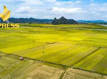 Góc tìm hiểu: Đất ruộng phần trăm là gì và 1 số vấn đề liên quan