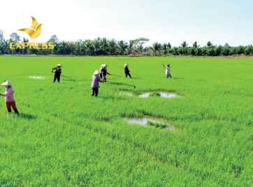 Giá bán đất ruộng Phú Tân An Giang - Lưu ý khi mua đất ruộng