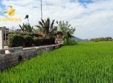 Đất ruộng Phú Yên có nên đầu tư vào hay không?