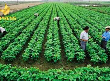 Những thông tin cần nắm khi mua bán đất ruộng Diên An