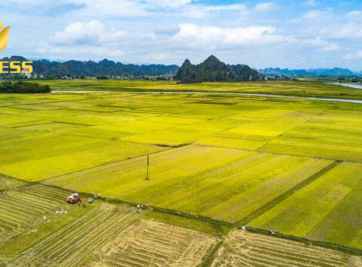 Bất động sản Tam Bình, đất ruộng Tam Bình điểm hẹn của tương lai