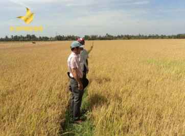 Đất ruộng Trà Ôn và những tiềm năng phát triển của nơi này